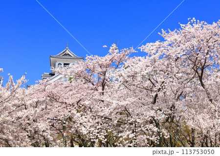 【滋賀県】快晴の長浜城天守閣と満開の桜（豊公園） 113753050