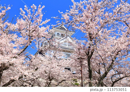 【滋賀県】快晴の長浜城天守閣と満開の桜(豊公園) 【滋賀県】快晴の長浜城天守閣と満開の桜(豊公園) 113753051