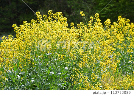 黄色い菜の花 113753089