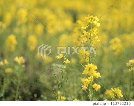 4月に咲いた黄色い菜の花 4月に咲いた黄色い菜の花 113753230