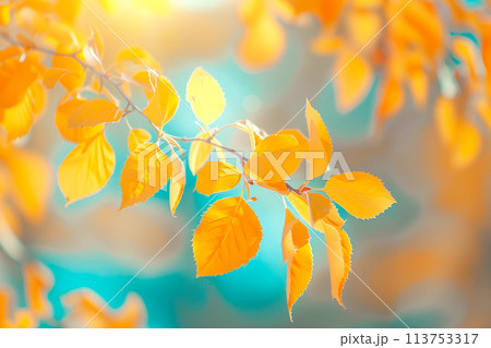 Close-up shot of Autumn leaves with bokeh lights background, vibrant colors Close-up shot of Autumn leaves with bokeh lights background, vibrant colors 113753317
