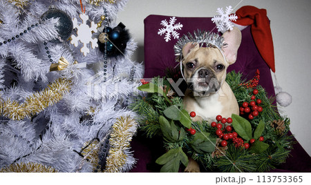 A funny dog sits in the evening in a festively decorated living room among a variety of Christmas paraphernalia. 113753365