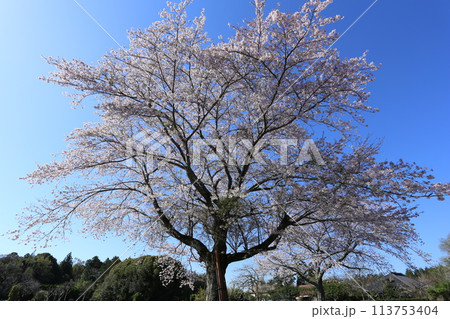 畑の中で満開に咲く、二本の大桜 113753404
