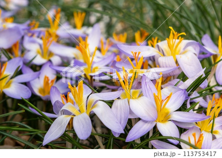 Purple flowers with yellow centers bloom in the grass 113753417