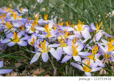 Purple and yellow flowers bloom in grass, adding color to the groundcover 113753418
