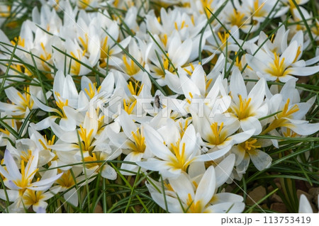 White flowers with yellow centers bloom as groundcover in the grass White flowers with yellow centers bloom as groundcover in the grass 113753419