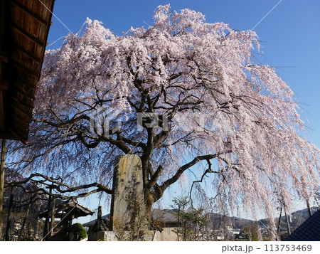 東昌寺枝垂れ桜 (埼玉県小川町) 東昌寺枝垂れ桜 (埼玉県小川町) 113753469