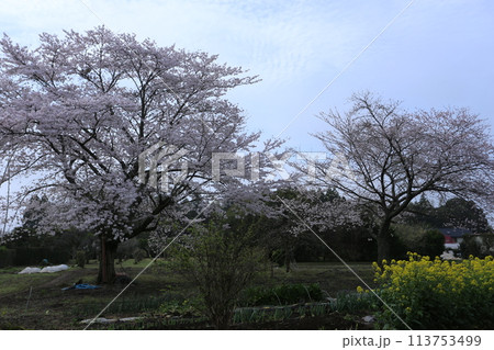畑の中で満開に咲く、二本の大桜 113753499