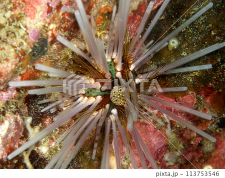 野生のトックリガンガゼモドキ 野生のトックリガンガゼモドキ 113753546