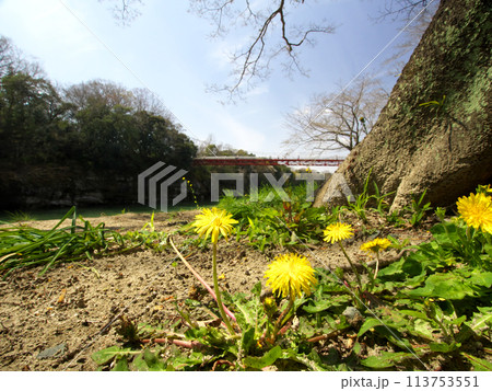 川の側に咲くタンポポ 川の側に咲くタンポポ 113753551