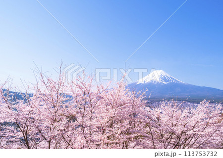 春の新倉山浅間公園 満開の桜と富士山【山梨県・富士吉田市】 春の新倉山浅間公園 満開の桜と富士山【山梨県・富士吉田市】 113753732
