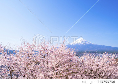 春の新倉山浅間公園 満開の桜と富士山【山梨県・富士吉田市】 春の新倉山浅間公園 満開の桜と富士山【山梨県・富士吉田市】 113753736