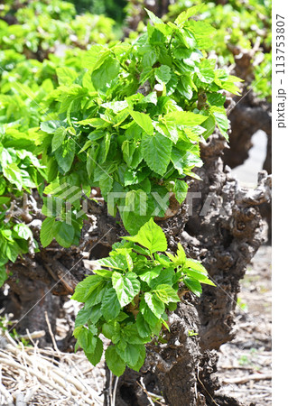 桑の若葉 113753807