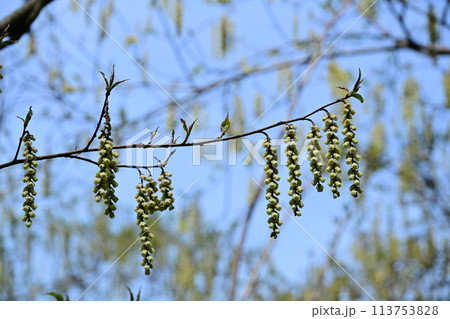 キブシの花 キブシの花 113753828