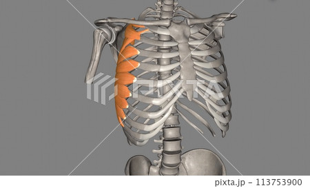 The serratus anterior is a muscle of the anterior chest wall. It forms the medial border of the axilla region The serratus anterior is a muscle of the anterior chest wall. It forms the medial border of the axilla region 113753900