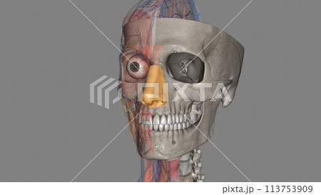 A nose is a protuberance in vertebrates that houses the nostrils, or nares, 113753909