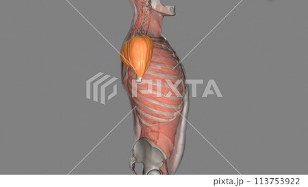 The Deltoid muscle is a large triangular-shaped muscle that lies over the glenohumeral joint 113753922