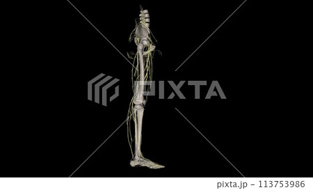 Nerves of the Lower Limb ; femoral cutaneous, lateral, lumbar plexus 113753986