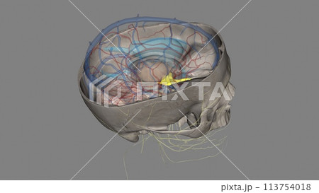 The olfactory nerve is the first cranial nerve and is instrumental in our sense of smell 113754018