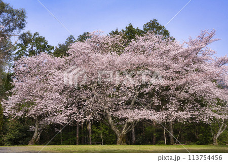 杉村公園の桜 杉村公園の桜 113754456