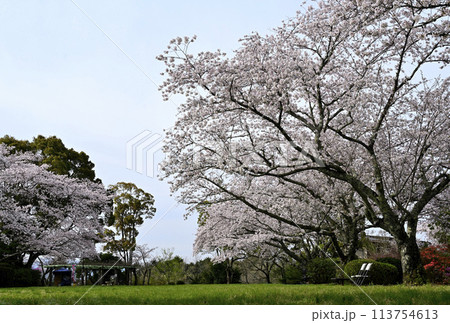 5分咲の桜 5分咲の桜 113754613