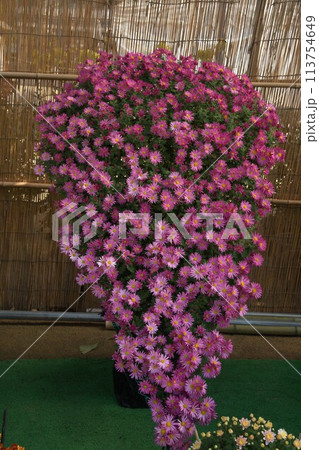 福山城での菊花展の花の輝き 福山城での菊花展の花の輝き 113754649