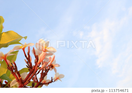White Frangipani blooming on branch and sky. White Frangipani blooming on branch and sky. 113754671