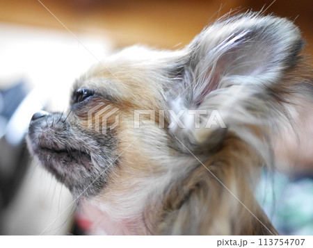 膝の上でうっとりする犬 113754707