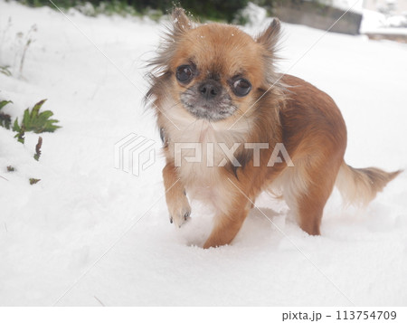 雪の上を歩く犬 雪の上を歩く犬 113754709