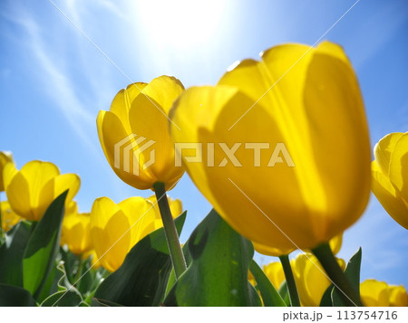 静岡県　春イメージの花　チューリップ　3月 113754716