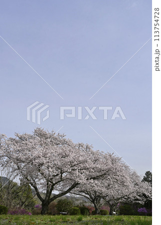 5分咲の桜 5分咲の桜 113754728