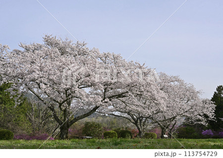 5分咲の桜 5分咲の桜 113754729