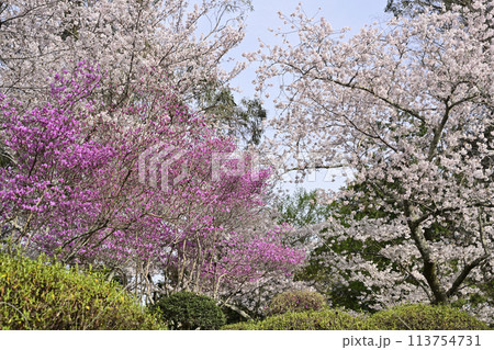 桜と三又ツツジ 113754731
