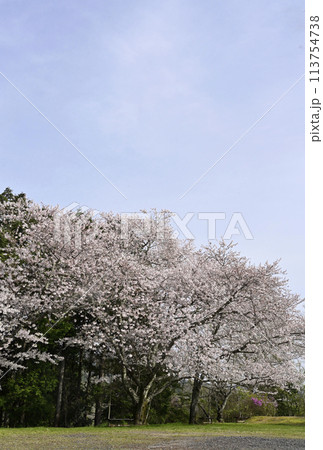 5分咲の桜 5分咲の桜 113754738