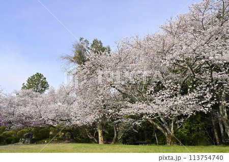5分咲の桜 5分咲の桜 113754740