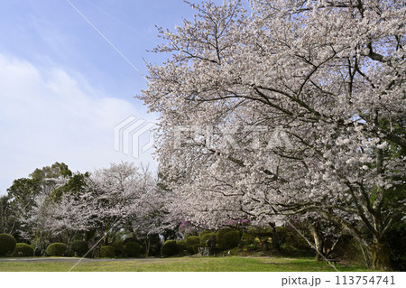 5分咲の桜 5分咲の桜 113754741