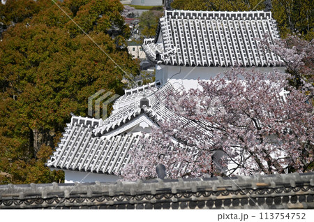 姫路城と桜 姫路城と桜 113754752