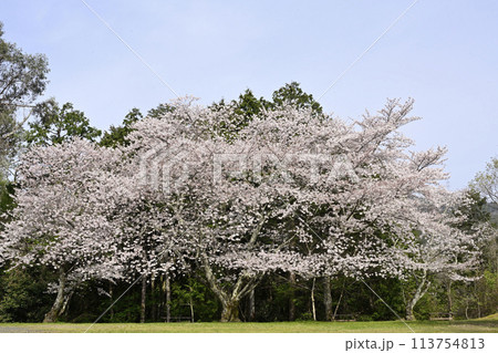 5分咲の桜 5分咲の桜 113754813