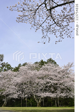 5分咲の桜 113754816