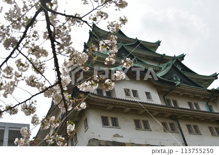 さくらと名古屋城 さくらと名古屋城 113755250