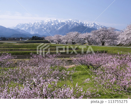 日本の原風景、桜並木 113755275