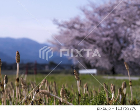 春の野山、桜と土筆 春の野山、桜と土筆 113755276