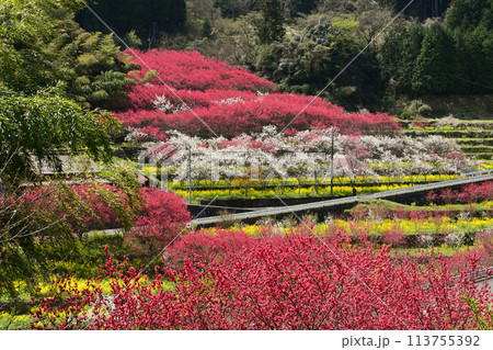 天国に一番近い里と呼ばれる島根県邑智郡邑南町上口和の川角集落の花桃-03 天国に一番近い里と呼ばれる島根県邑智郡邑南町上口和の川角集落の花桃-03 113755392