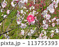 赤い花桃の花 113755393