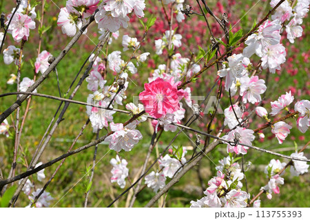 赤い花桃の花 赤い花桃の花 113755393