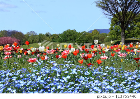 【香川県】春の国営讃岐まんのう公園(チューリップ畑) 【香川県】春の国営讃岐まんのう公園(チューリップ畑) 113755440