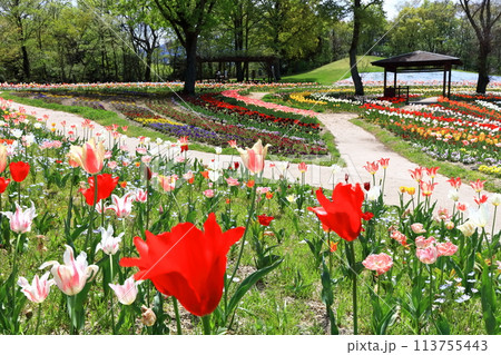 【香川県】春の国営讃岐まんのう公園（チューリップ畑） 113755443