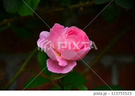 バラの花 バラの花 113755523