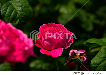 バラの花 バラの花 113755526