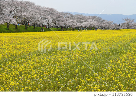 奈良県橿原市 春の藤原宮跡菜の花花園 113755550